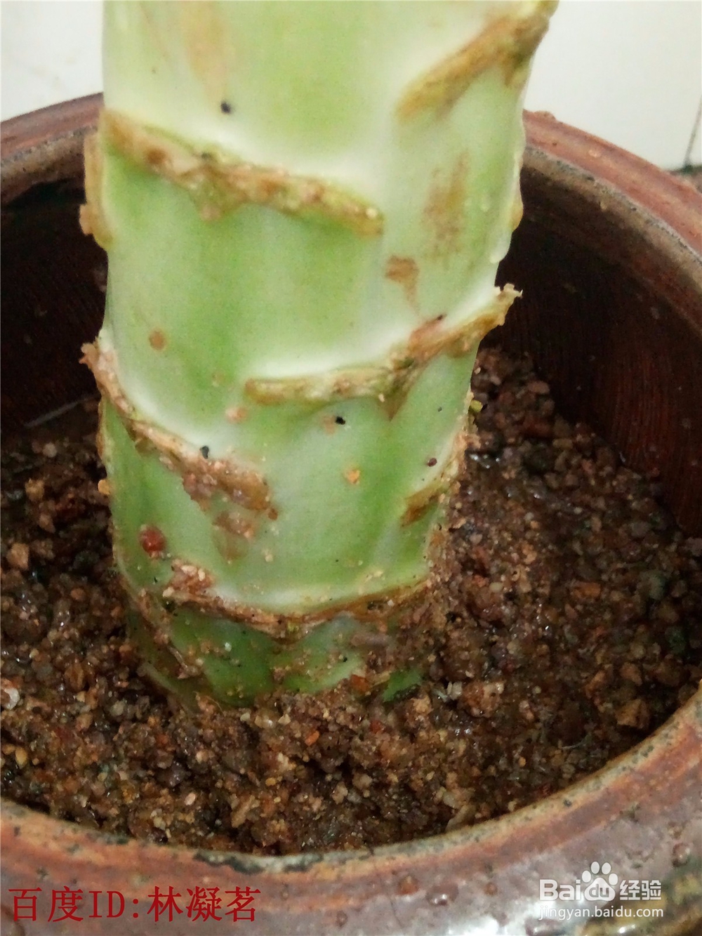 莴苣怎么样保存