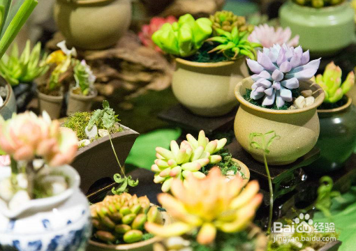 叶子变成珍珠粒，养多肉时如何让它“胖”起来？