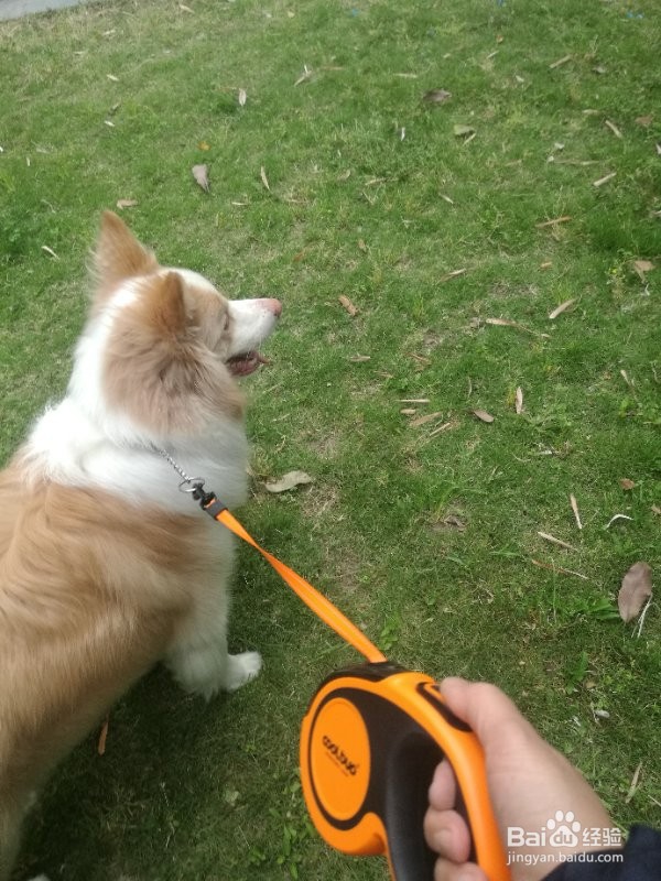 狗狗吃便便是什么原因