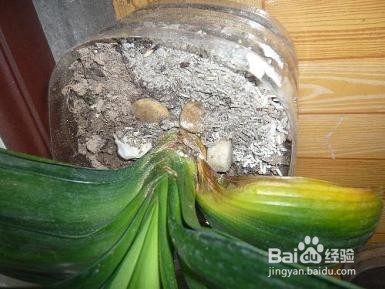 君子兰烂根原因及解决方法