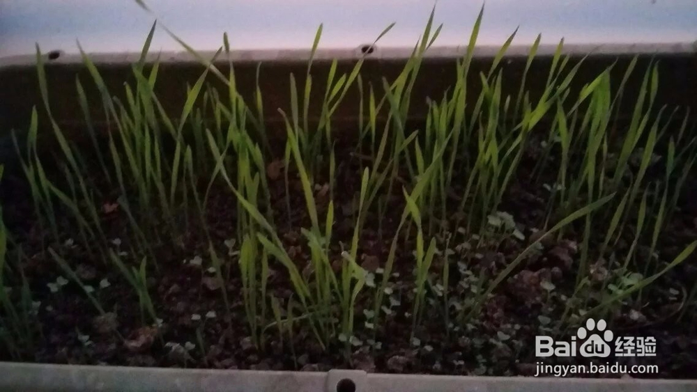 自制麦苗青汁