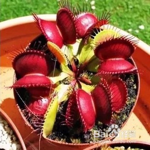 食蝇草怎么养护