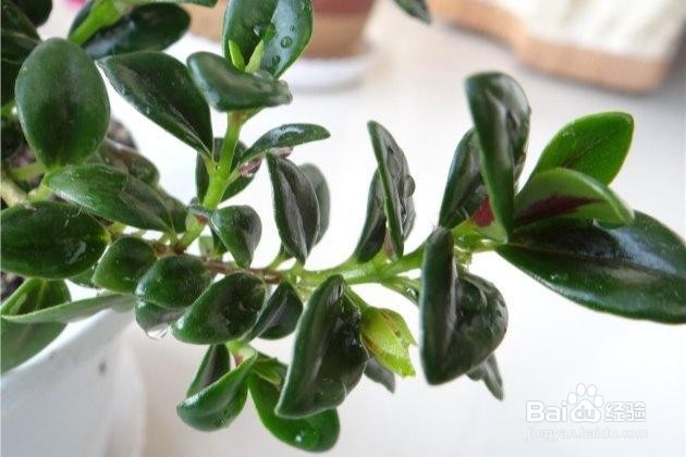 金鱼吊兰的扦插方法和注意事项