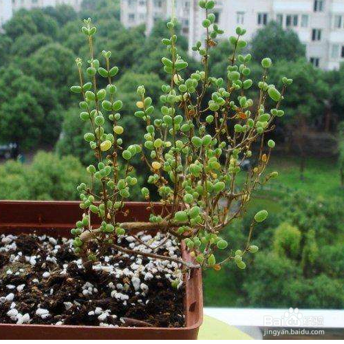 枝干番杏的养殖方法和养殖技巧