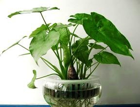 滴水观音 水培方法