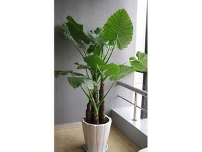 水培滴水观音 千手观音植物水培方法