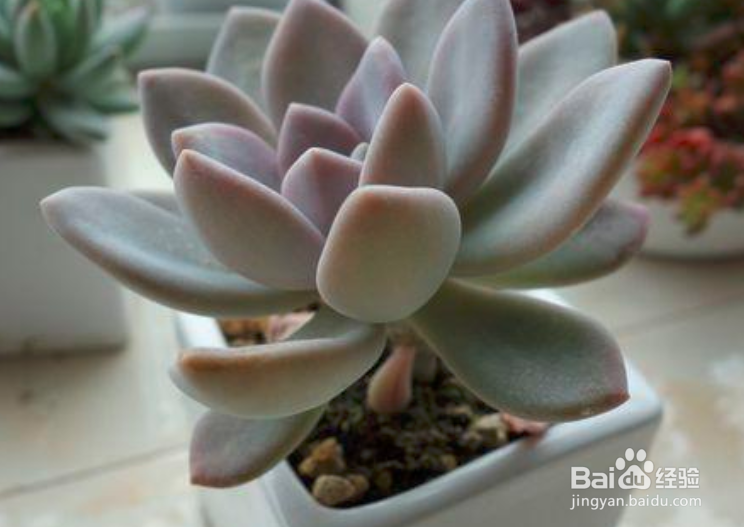 冬美人老桩修剪教程