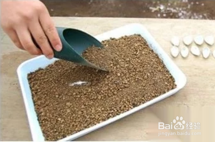 冬天多肉叶片扦插方法