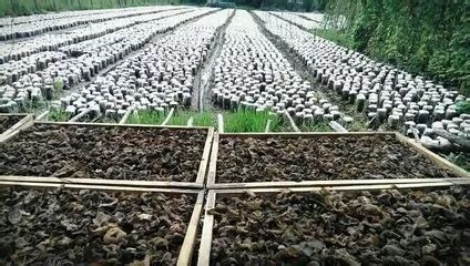 废弃木耳菌袋如何发酵