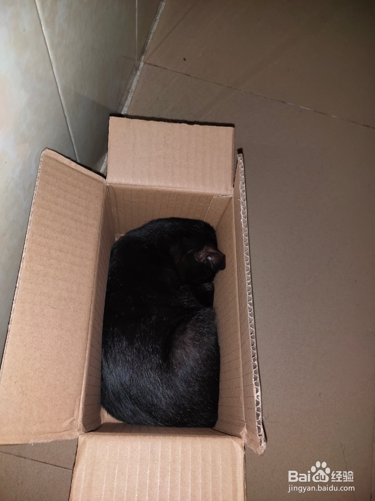 猫不睡猫窝怎么办