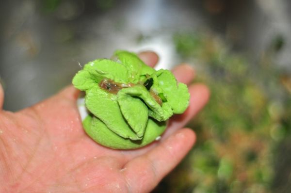 猪肉韭菜虾仁水晶饺