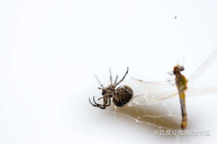 蜘蛛是如何远距离织网的