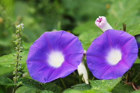 关于牵牛花的诗