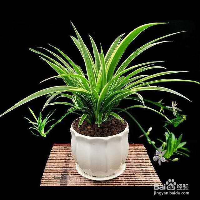 纯天然的养花肥料，拿来养花效果杠杠滴