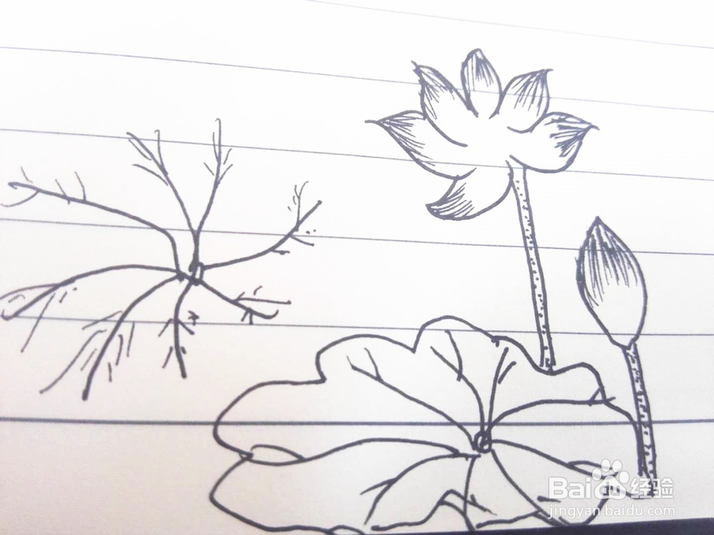 简笔画之荷花经验分享