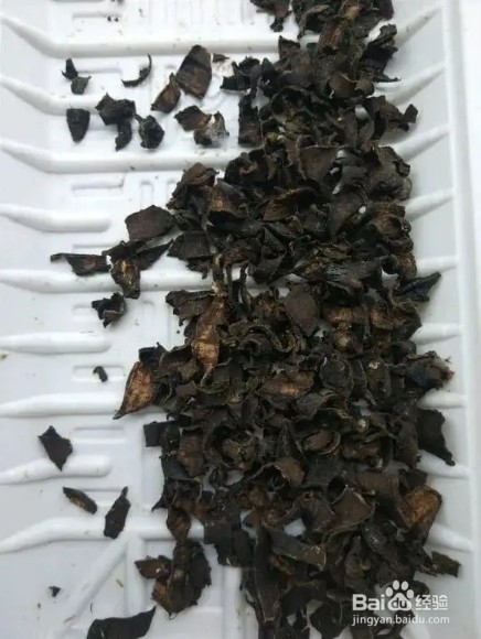 香蕉皮一晒、一泡,胜过花肥,根粗,抗冻强