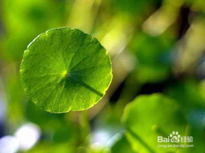 铜钱草作为家用盆景，有哪些功用？