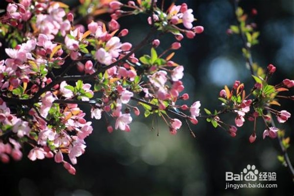 西府海棠花怎么养