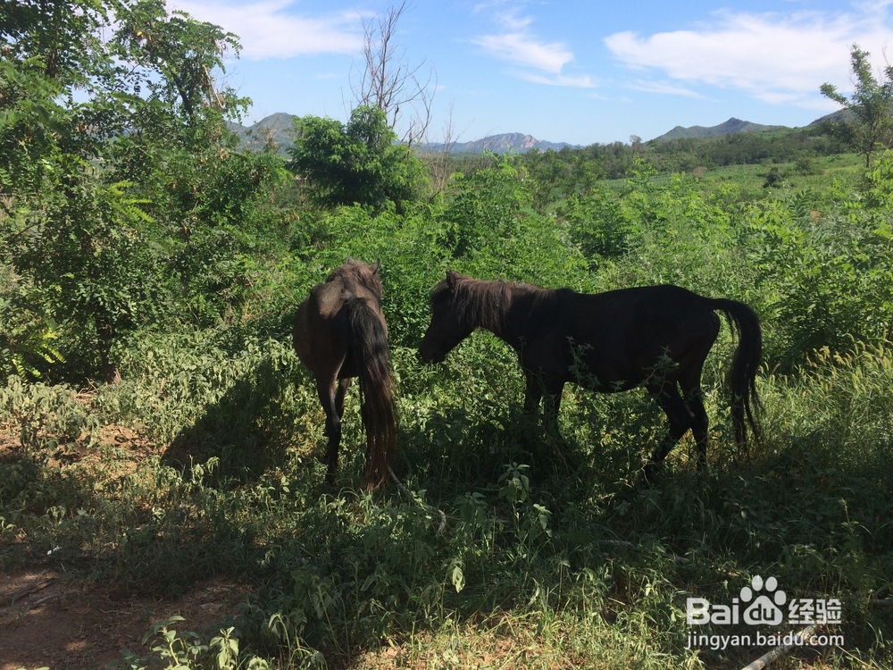 辽金古城--再现锦州辽金时期尘封的记忆