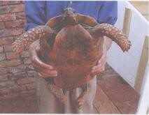 养龟新手如何正确地抓龟