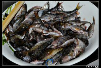 油炸高原小河鱼