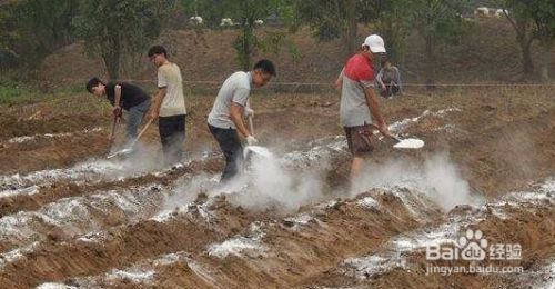 生石灰土壤消毒方法 百度经验