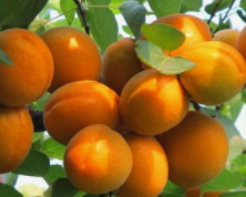 改善皮肤粗糙的家常食材？