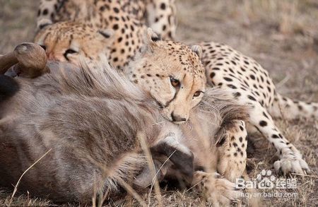 猎豹的杀手锏，加速和快速变向能力