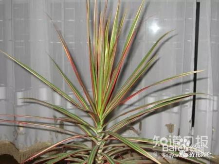 雾霾天,这20种花摆在家里最吸霾!