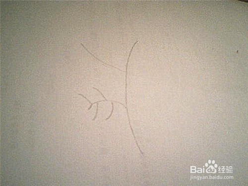 简笔画形状特殊的叶子这样画
