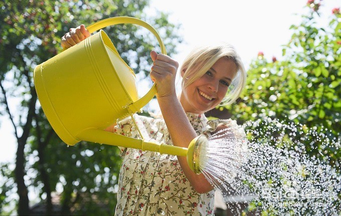 满天星盆栽怎么养