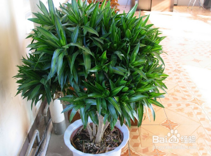 富贵竹如何养
