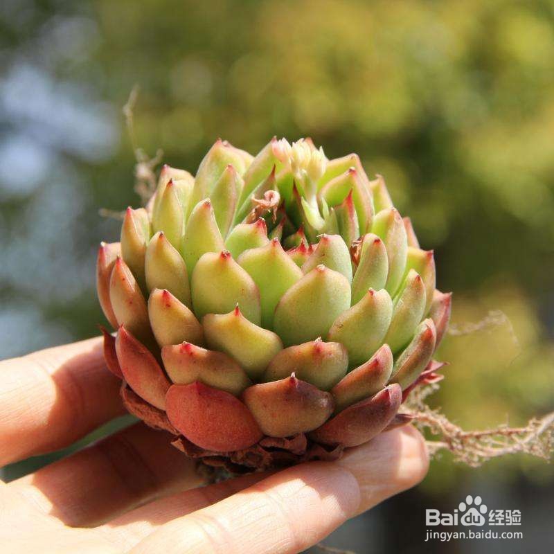 如何种植多肉植物