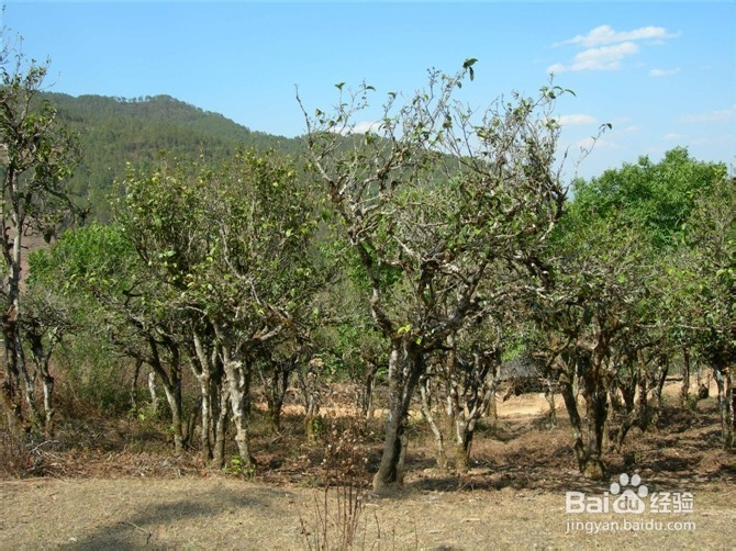 详细说说有关普洱茶的知识