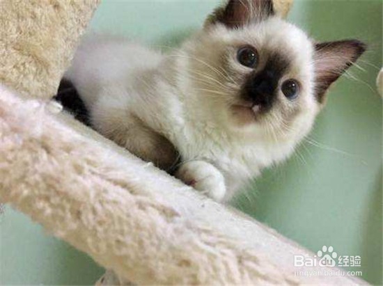 布偶猫怎么能配出双色?