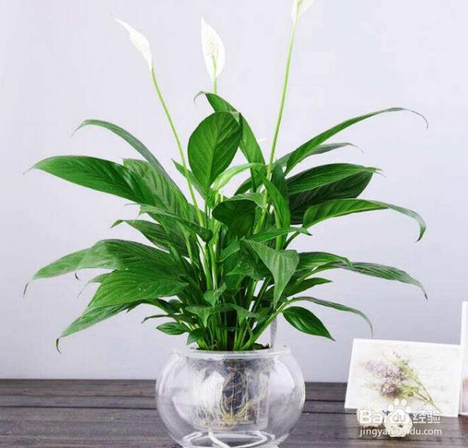 一帆风顺叶子发黄怎么办?