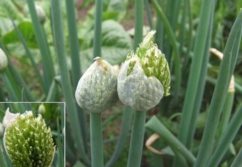 如何使大花葱叶绿花艳?