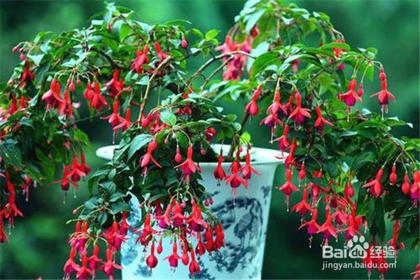 倒挂金钟的养殖方法和注意事项有哪些?