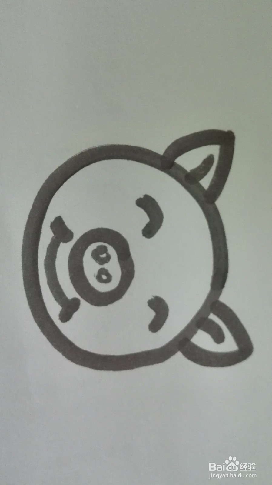 如何画出可爱的小猪