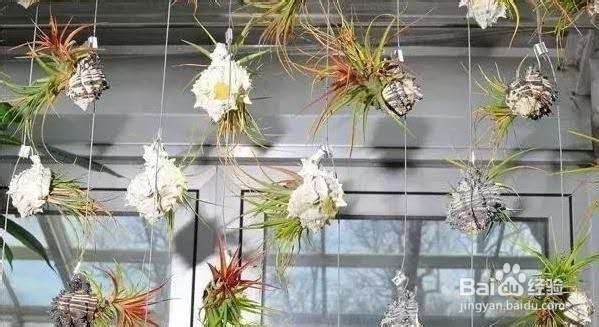 植物的窗帘你见过吗?这些绿植能满足你!