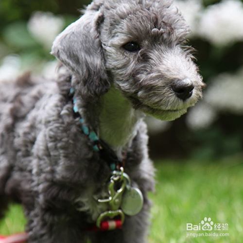 给长毛犬梳理毛发的注意事项有哪些？