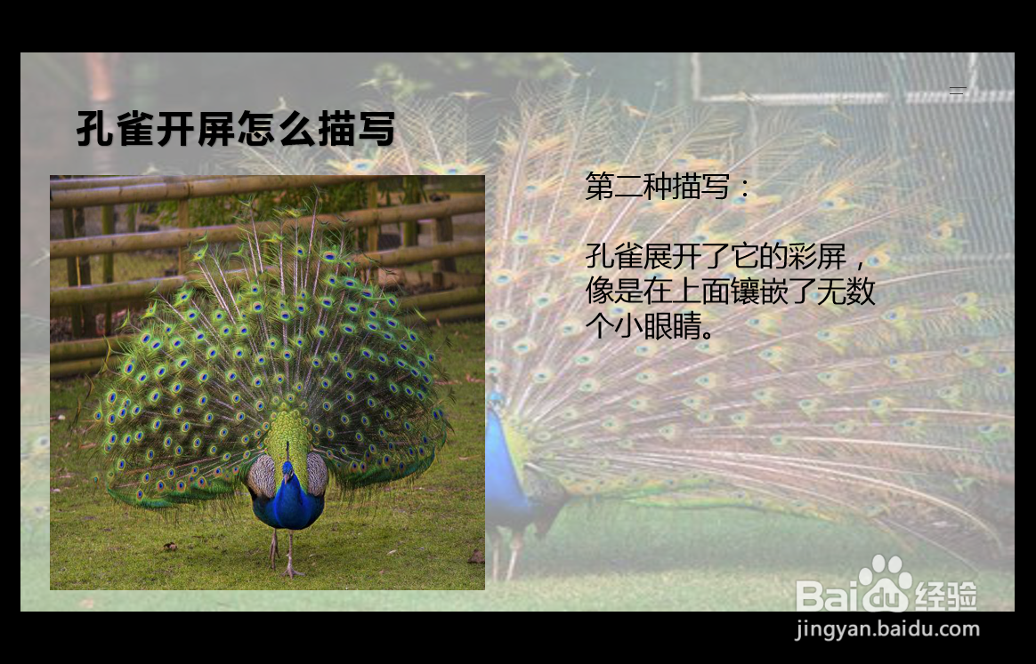 孔雀开屏怎么描写