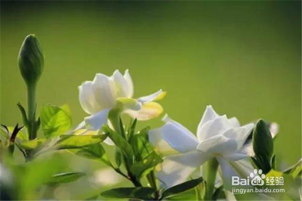 栀子花的养殖方法和注意事项？