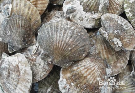 白贝怎么保存放得住 百度经验