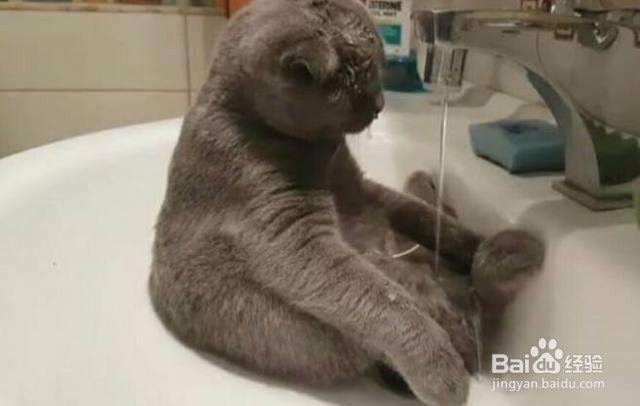 猫咪拉肚子呕吐怎么办?