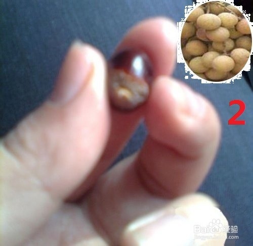 龙眼盆栽种发与大面积大规模种植方法