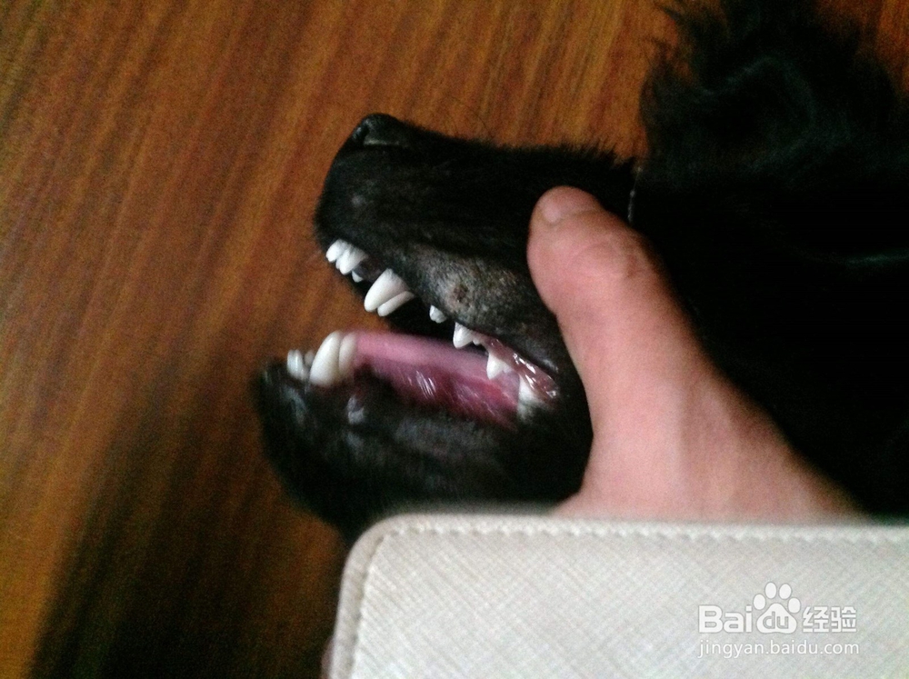 狗狗卡到喉咙怎么办