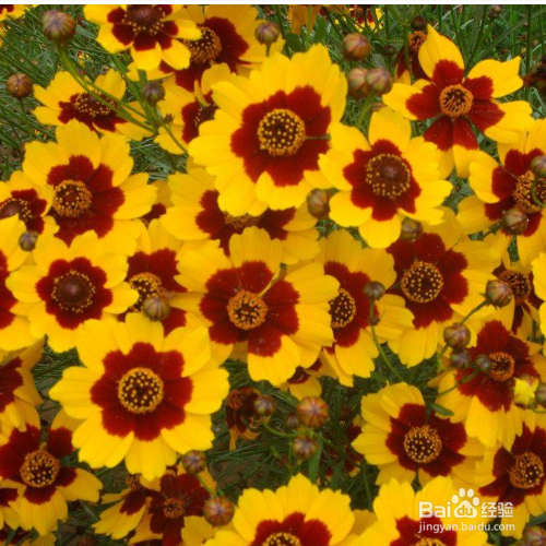 蛇目菊繁殖的方法有哪些？