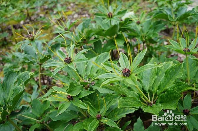 怎么种植重楼?
