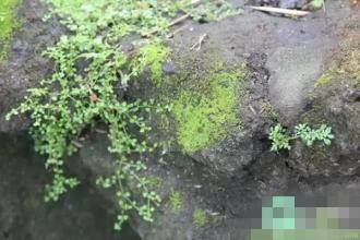 苔藓发霉怎么办呢？